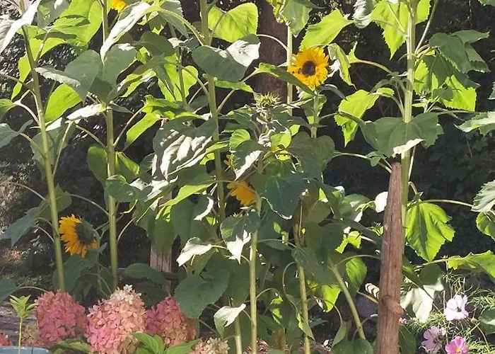 Haus 48 Parterre Apartmán