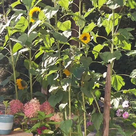 Haus 48 Parterre Διαμέρισμα